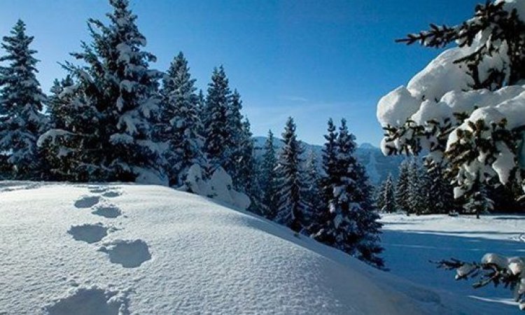 Powder snow in Meribel